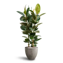 Ficus Elastica Robusta - Rubber Plant - HydroCare -Outlet The Ever Sprout Store Ficus Elastica Robusta Hydroculture Grigio Egg Pot Planter Natural Concrete