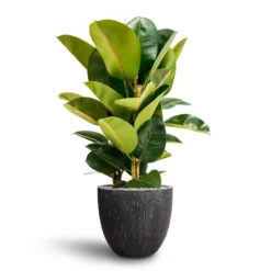Ficus Elastica Robusta - Rubber Plant - HydroCare -Outlet The Ever Sprout Store Ficus Elastica Robusta Hydroculture Raindrop Couple Planter Anthracite