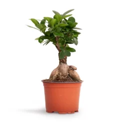 Ficus Ginseng - Indian Laurel 22 Ficus Ginseng - Indian Laurel -Outlet The Ever Sprout Store Ficus Ginseng Indian Laurel 12x30cm 2