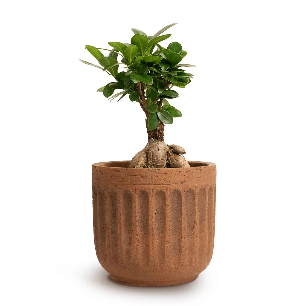 Ficus Ginseng - Indian Laurel 11 Ficus Ginseng - Indian Laurel - Image 11