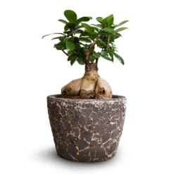 Ficus Ginseng - Indian Laurel