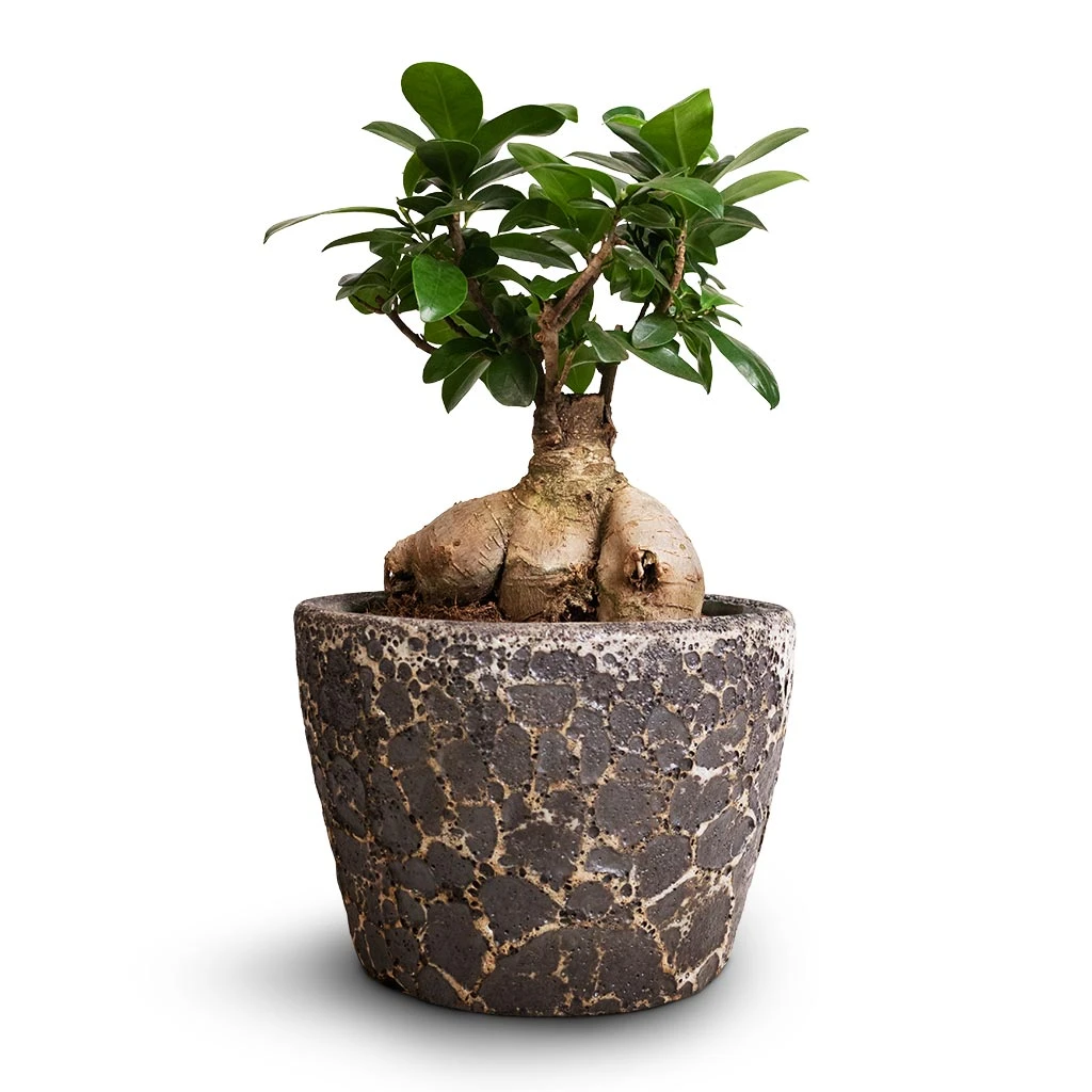 Ficus Ginseng - Indian Laurel 1 Ficus Ginseng - Indian Laurel