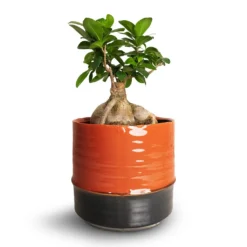 Ficus Ginseng - Indian Laurel 24 Ficus Ginseng - Indian Laurel -Outlet The Ever Sprout Store Ficus Ginseng Indian Laurel 15x35cm Marlijn Plant Pot Blush 19x18cm