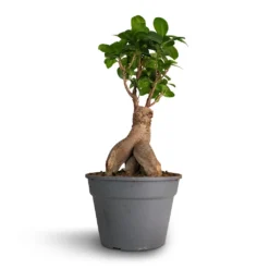 Ficus Ginseng - Indian Laurel 21 Ficus Ginseng - Indian Laurel -Outlet The Ever Sprout Store Ficus Ginseng Indian Laurel 17x40cm