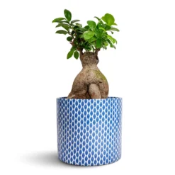 Ficus Ginseng - Indian Laurel 30 Ficus Ginseng - Indian Laurel -Outlet The Ever Sprout Store Ficus Ginseng Indian Laurel 17x40cm Lazzaro Plant Pot Navy Garland 18x16cm 530ecf79 2a78 4c73 9b83 e12f09ae7268
