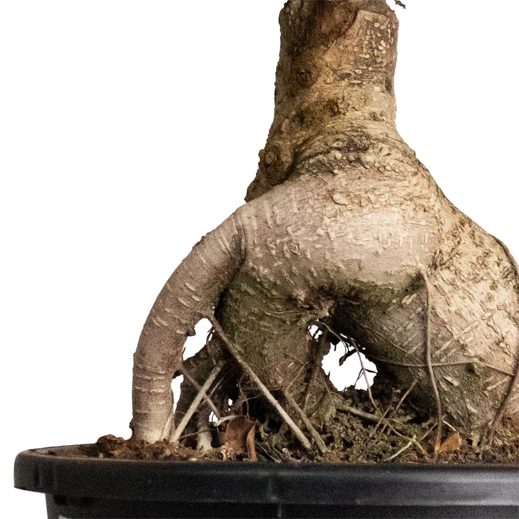 Ficus Ginseng - Indian Laurel 2 Ficus Ginseng - Indian Laurel - Image 2