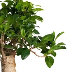 Ficus Ginseng - Indian Laurel 20 Ficus Ginseng - Indian Laurel -Outlet The Ever Sprout Store Ficus Ginseng Indian Laurel 22x45cm