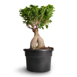 Ficus Ginseng - Indian Laurel 28 Ficus Ginseng - Indian Laurel -Outlet The Ever Sprout Store Ficus Ginseng Indian Laurel 22x45cm 3