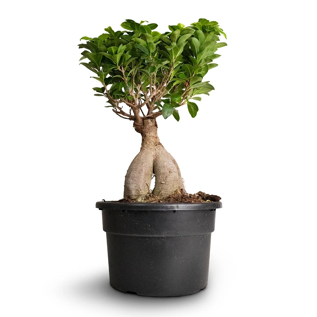 Ficus Ginseng - Indian Laurel 12 Ficus Ginseng - Indian Laurel - Image 12