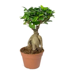 Ficus Ginseng - Indian Laurel 25 Ficus Ginseng - Indian Laurel -Outlet The Ever Sprout Store Ficus Ginseng Indian Laurel 40cm