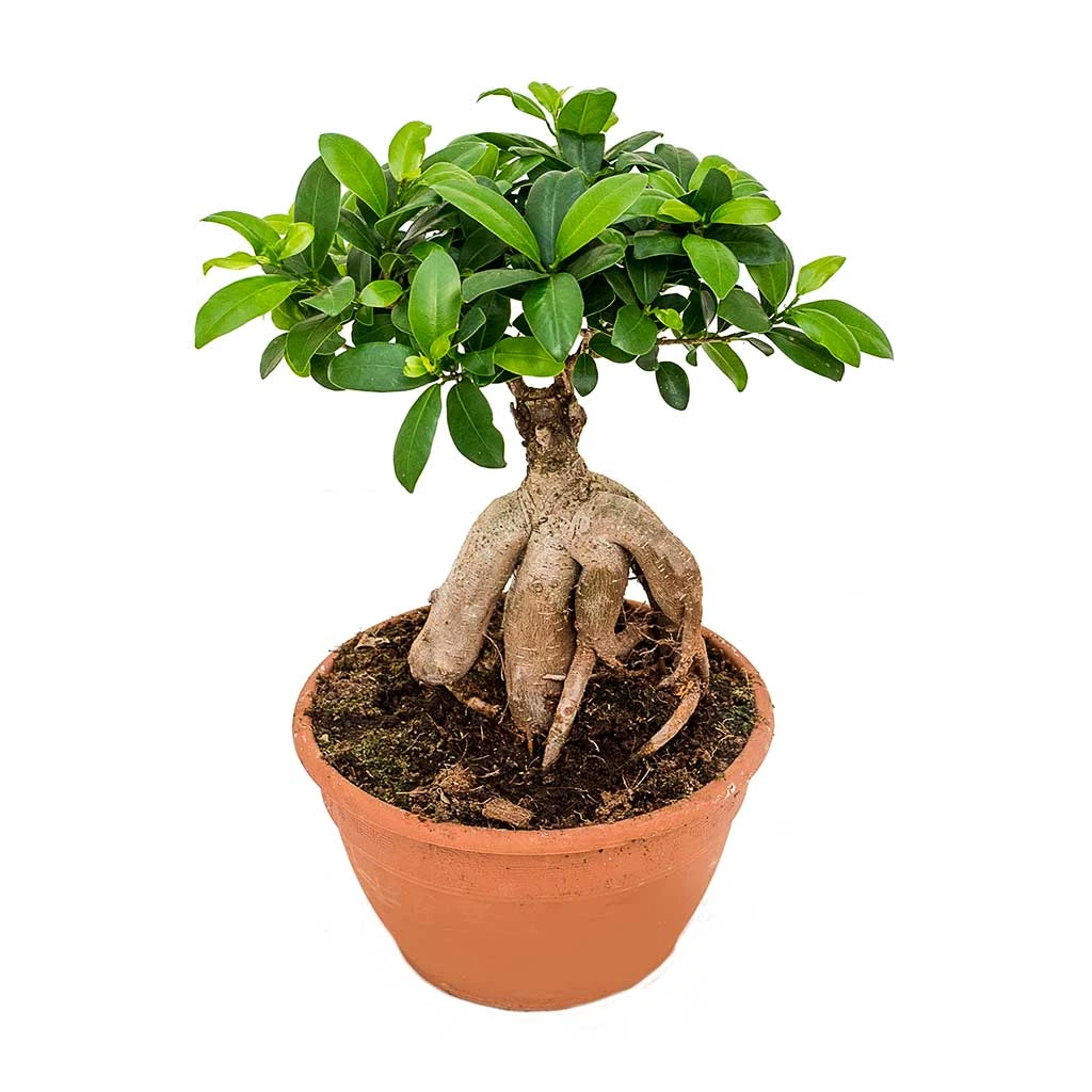 Ficus Ginseng - Indian Laurel 13 Ficus Ginseng - Indian Laurel - Image 13