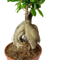 Ficus Ginseng - Indian Laurel 26 Ficus Ginseng - Indian Laurel -Outlet The Ever Sprout Store Ficus Ginseng Indian Laurel Roots 40cm