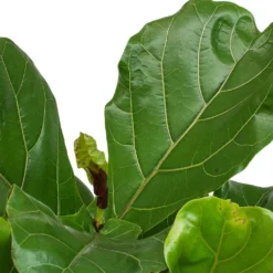 Ficus Lyrata - Fiddle Leaf Fig -Outlet The Ever Sprout Store Ficus Lyrata Fiddle Leaf Fig New Leaf