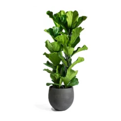 Ficus Lyrata - Fiddle Leaf Fig -Outlet The Ever Sprout Store Ficus Lyrata Mini Orb Black Washed