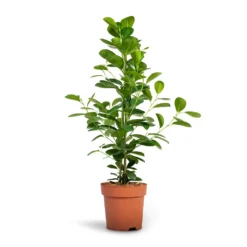Ficus Moclame - Indian Laurel 16 Ficus Moclame - Indian Laurel -Outlet The Ever Sprout Store Ficus Moclame Indian Laurel 17x70cm