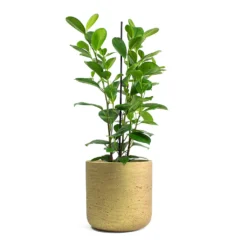 Ficus Moclame - Indian Laurel 17 Ficus Moclame - Indian Laurel -Outlet The Ever Sprout Store Ficus Moclame Indian Laurel Charlie Plant Pot Metallic Gold 80f7e522 90f5 44eb 8633 2499d5e6bf60