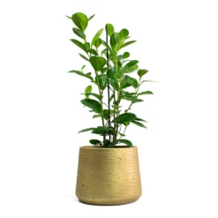 Ficus Moclame - Indian Laurel 14 Ficus Moclame - Indian Laurel -Outlet The Ever Sprout Store Ficus Moclame Indian Laurel Patt Plant Pot Metallic Gold 33bd8dfa dc3e 4c1c 8e91 e37401c41ab2