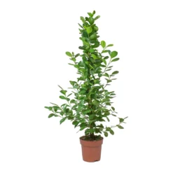 Ficus Moclame - Indian Laurel 12 Ficus Moclame - Indian Laurel -Outlet The Ever Sprout Store Ficus Moclame Indian Laurel Small Tuft