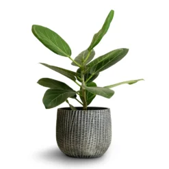 Ficus Benghalensis Audrey - Bengal Fig -Outlet The Ever Sprout Store Ficus benghalensis Audrey Bengal Fig 14x35cm Feico Plant Pot Metal Black 19x14cm 0ab7e8e4 7226 4ed0 8aa2 7ce399891eb8