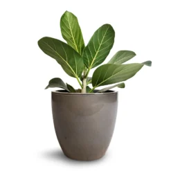 Ficus Benghalensis Audrey - Bengal Fig -Outlet The Ever Sprout Store Ficus benghalensis Audrey Bengal Fig 17x50cm Sven Plant Pot Smoke 20x19cm 520eab9b df2f 4089 939f 86a79f961051