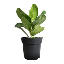 Ficus Benghalensis Audrey - Bengal Fig -Outlet The Ever Sprout Store Ficus benghalensis Audrey Bengal Fig 17x60cm df3f004e 36e3 4b01 8325 07c5c79965bd