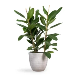 Ficus Benghalensis Audrey - Bengal Fig -Outlet The Ever Sprout Store Ficus benghalensis Audrey Bengal Fig 24x100cm Angle Couple Plant Pot White 30x28cm