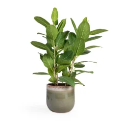 Ficus Benghalensis Audrey - Bengal Fig -Outlet The Ever Sprout Store Ficus benghalensis Audrey Bengal Fig 24x100cm Tarra Plant Pot Forest 29x25cm 76daaee4 9cd8 4985 bfa0 aa776a8c4df7