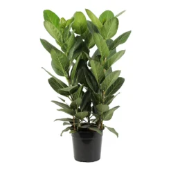 Ficus Benghalensis Audrey - Bengal Fig -Outlet The Ever Sprout Store Ficus benghalensis Audrey Bengal Fig 27cm