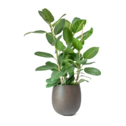 Ficus Benghalensis Audrey - Bengal Fig -Outlet The Ever Sprout Store Ficus benghalensis Audrey Bengal Fig Balloon Planter Concrete Rusty Iron