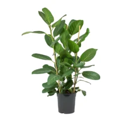 Ficus Benghalensis Audrey - Bengal Fig -Outlet The Ever Sprout Store Ficus benghalensis Audrey Bengal Fig Large