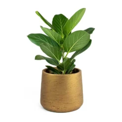 Ficus Benghalensis Audrey - Bengal Fig -Outlet The Ever Sprout Store Ficus benghalensis Audrey Bengal Fig Patt Plant Pot Metallic Copper