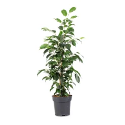 Ficus Benjamina Danielle - Weeping Fig - Branched -Outlet The Ever Sprout Store Ficus benjamina Danielle Weeping Fig Branched 14x55cm