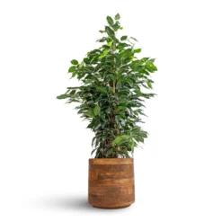 Helle Plant Pot - Natural -Outlet The Ever Sprout Store Ficus benjamina Danielle Weeping Fig Branched 21x90cm Helle Plant Pot Natural 26x25cm