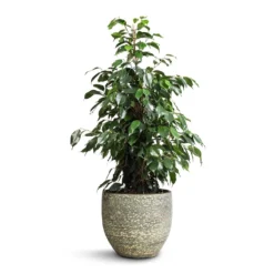 Ficus Benjamina Danielle - Weeping Fig - Branched -Outlet The Ever Sprout Store Ficus benjamina Danielle Weeping Fig Branched 21x90cm Rinca Plant Pot Shiny Green 29x26cm