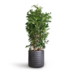 Ficus Benjamina Danielle - Weeping Fig - Branched -Outlet The Ever Sprout Store Ficus benjamina Danielle Weeping Fig Branched 27x120cm Angle Cylinder Plant Pot Anthracite 30x30cm