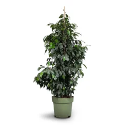 Ficus Benjamina Danielle - Weeping Fig - Branched -Outlet The Ever Sprout Store Ficus benjamina Danielle Weeping Fig Branched 27x130cm healed