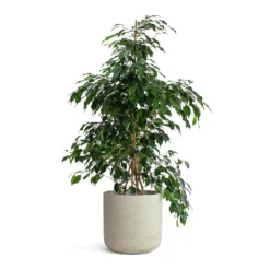Ficus Benjamina Danielle - Weeping Fig - Branched -Outlet The Ever Sprout Store Ficus benjamina Danielle Weeping Fig Branched Charlie Plant Pot Grey Washed