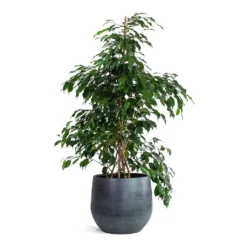 Ficus Benjamina Danielle - Weeping Fig - Branched -Outlet The Ever Sprout Store Ficus benjamina Danielle Weeping Fig Branched Esra Plant Pot Graphite