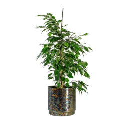 Ficus Benjamina Danielle - Weeping Fig - Branched -Outlet The Ever Sprout Store Ficus benjamina Danielle Weeping Fig Branched Minou Metal Plant Pots Set of 3 Copper Black