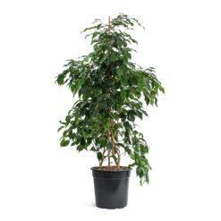 Ficus Benjamina Danielle - Weeping Fig - Branched -Outlet The Ever Sprout Store Ficus benjamina Danielle Weeping Fig Branched New