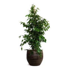 Ficus Benjamina Danielle - Weeping Fig - Branched -Outlet The Ever Sprout Store Ficus benjamina Danielle Weeping Fig Branched Owen Plant Pot Brown