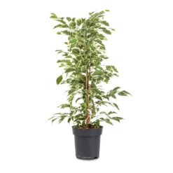 Ficus Benjamina Twilight - Weeping Fig - Branched 8 Ficus Benjamina Twilight - Weeping Fig - Branched -Outlet The Ever Sprout Store Ficus benjamina Twilight Weeping Fig Branched 14x55cm
