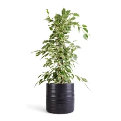 Ficus Benjamina Twilight - Weeping Fig - Branched 9 Ficus Benjamina Twilight - Weeping Fig - Branched -Outlet The Ever Sprout Store Ficus benjamina Twilight Weeping Fig Branched 14x55cm Hadleigh Plant Pot Charcoal 17x15cm