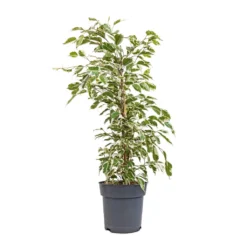 Ficus Benjamina Twilight - Weeping Fig - Branched 10 Ficus Benjamina Twilight - Weeping Fig - Branched -Outlet The Ever Sprout Store Ficus benjamina Twilight Weeping Fig Branched 17x70cm