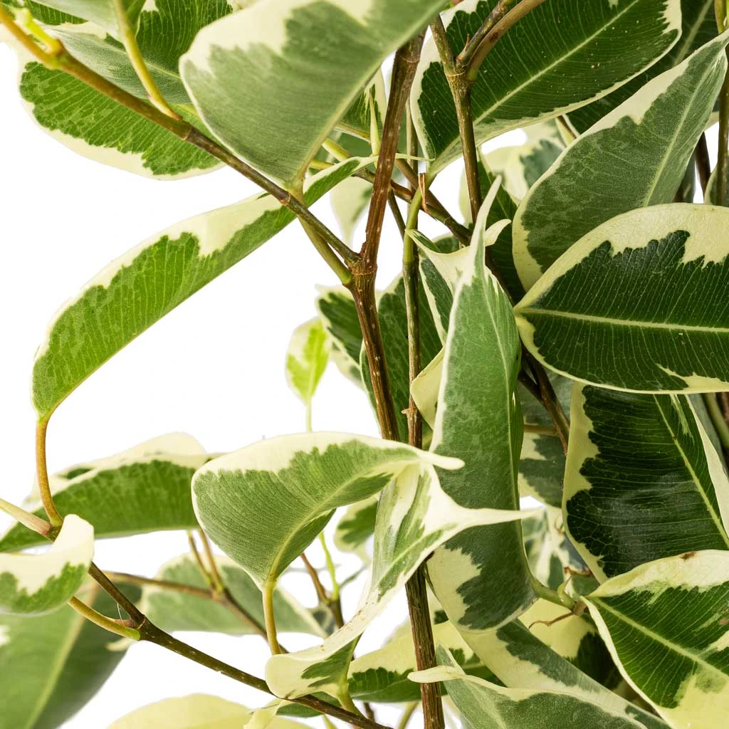 Ficus Benjamina Twilight - Weeping Fig - Branched 2 Ficus Benjamina Twilight - Weeping Fig - Branched - Image 2