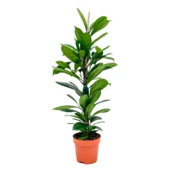Ficus Cyathistipula - African Fig -Outlet The Ever Sprout Store Ficus cyathistipula African Fig 110cm