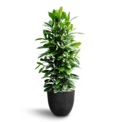 Ficus Cyathistipula - HydroCare -Outlet The Ever Sprout Store Ficus cyathistipula African Fig Bola Artstone Plant Pot Black