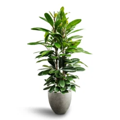 Ficus Cyathistipula - HydroCare -Outlet The Ever Sprout Store Ficus cyathistipula African Fig Grigio Egg Pot Planter Natural Concrete