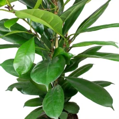 Ficus Cyathistipula - HydroCare -Outlet The Ever Sprout Store Ficus cyathistipula African Fig Leaves cc9a3945 1e27 467b 9980 91f36f4ed488