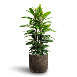 Ficus Cyathistipula - HydroCare -Outlet The Ever Sprout Store Ficus cyathistipula African Fig Luxe Lite Waterfall Cylinder Planter Bronze